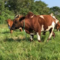 ورزا کوله تن دار|حیوانات مزرعه|رشت, شهرک صبا|دیوار