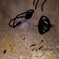 کفتر|پرنده|نرماشیر, |دیوار