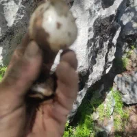 موسیرکوهی اصل اصل