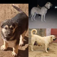 توله پژدرنر شجره دار