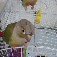جفت گیرینچیک سخنگو