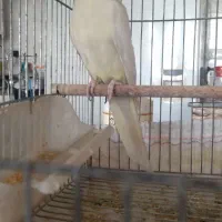 عروس هلندی نر|پرنده|شهرکرد, |دیوار