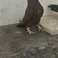 کبوتر بزن