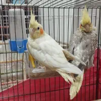 عروس هلندی