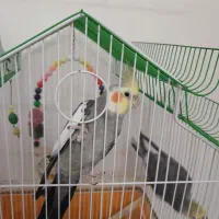 عروس هلندی