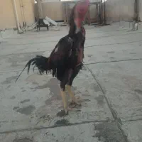 خروس لاری