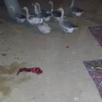 غاز|حیوانات مزرعه|اهواز, زرگان|دیوار