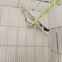 عروس هلندی دونه ۷۰۰وکوتوله برزیلی ۶۵۰