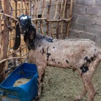 پنجاپنراصل