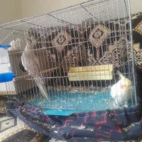 فروش عروس هلندی|پرنده|خمینی‌شهر, |دیوار