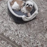 شیتزو سوپر فلت|سگ|تهران, شهرک غزالی|دیوار