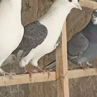 کبوتر پشدار