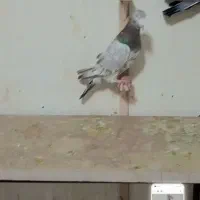 کفتر بوم پرشی|پرنده|مشهد, کاظم آباد|دیوار