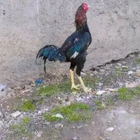 خروس لاری|حیوانات مزرعه|نگین شهر, |دیوار