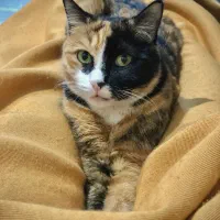 گربه گمشده نامجو|حیوانات|مشهد, شهید بهشتی|دیوار