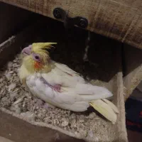 جوجه عروس هلندی یک ماه|پرنده|زاهدان, |دیوار