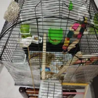 گمشده عروس هلندی مژدگانی پرداخت میشود