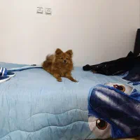 سگ پامر اصل