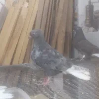 جوجه کبوتر