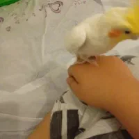 یک جفت عروس هلندی دستی.  بشرط سخنگو بودن دستی بودن