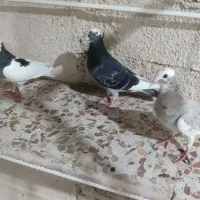 رنگی بازی کن