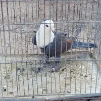 ماده سر مخملی خوشکل|پرنده|گلزار, |دیوار