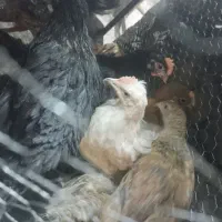 جوجه بومی محلی کشتنی دونه 260