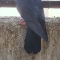 کفتر(کبوتر)|پرنده|بافق, |دیوار