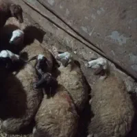 گوسفند داشتی|حیوانات مزرعه|کرمانشاه, |دیوار