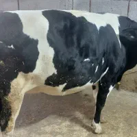 گاو ابستن|حیوانات مزرعه|سرپل ذهاب, |دیوار