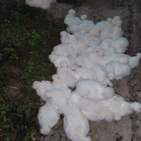 جوجه مرغ ابریشمی زینتی