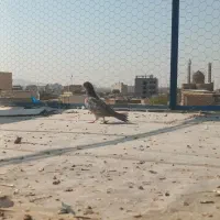 جوجه پرشی گرفتنی