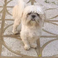 واگذاری سگ پا کوتاه مالتیز پشمالو و باهوش