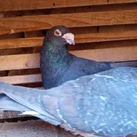 کوهی طاوسی|پرنده|آباده, |دیوار