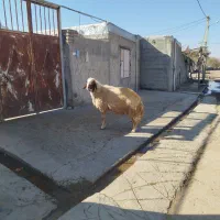 شک ورن ،قوچ سنجابی اصیل، گوسفند|حیوانات مزرعه|کوزران, |دیوار