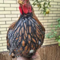 خروس ویاندوت وبرهما لایت میبد