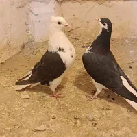 پشتی کاکلی|پرنده|خواف, |دیوار