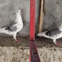 کبوتر