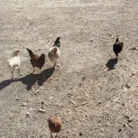 8عدد مرغ و خروس|حیوانات مزرعه|چنگ الماسی, |دیوار