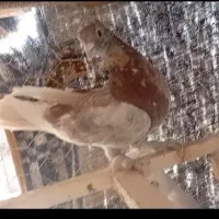 کبوتر|پرنده|شیراز, کوشک میدان|دیوار