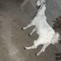 گوسفند فروشی