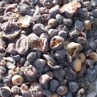خریدار انواع انجیر در محل شما