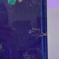 نیلوفر تایگر  ، گرین اسکات|ماهی|کرمانشاه, |دیوار