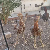 خروس لاری|حیوانات مزرعه|رشتخوار, |دیوار