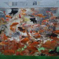 فروش ماهی قرمز