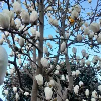 مگلونیا ستاره ای و استکانی