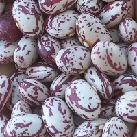 لوبیا چیتی درجه ۱