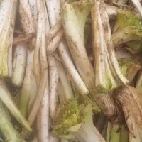 کنگر تجیک و تازه
