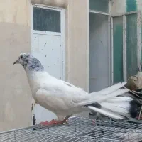 کفتر|پرنده|قم, صفائیه|دیوار