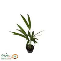 گیاه اریکا نشا گلدان ۱۰|گل و گیاه طبیعی|تهران, عباس‌آباد|دیوار
